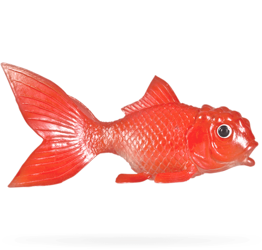 Fish - Goldfish (1000x1000), Png Download