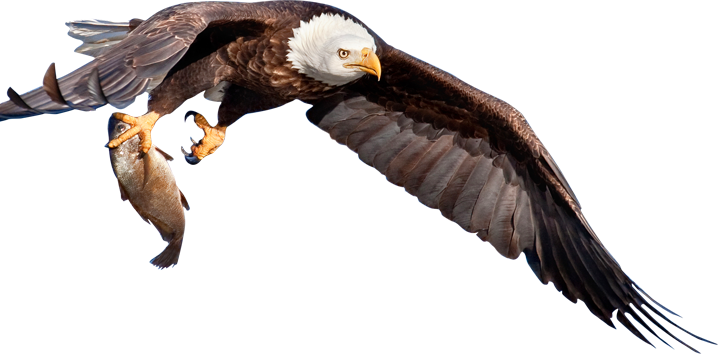 Back Top - Eagle With Fish Png (718x354), Png Download