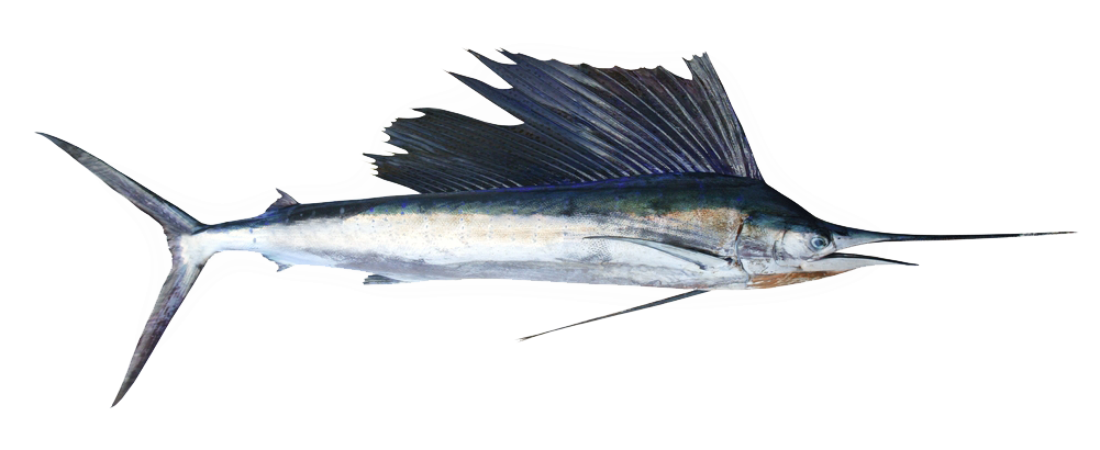 Fine Fish Dishes Needn't To Be Expensive - Sticker Animal Espadon 130x45cm (1000x464), Png Download