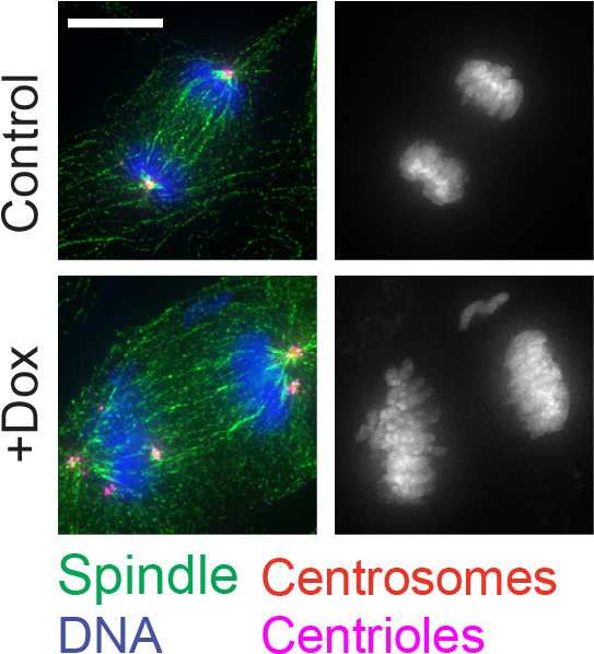 January 26, 2017, Johns Hopkins University School Of - Cell (548x613), Png Download