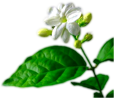 Single Jasmine Flower Png Jasmine Png Three - Hirt's Gardens Nature Blue Plant Food 20-10-20 Formula (379x352), Png Download