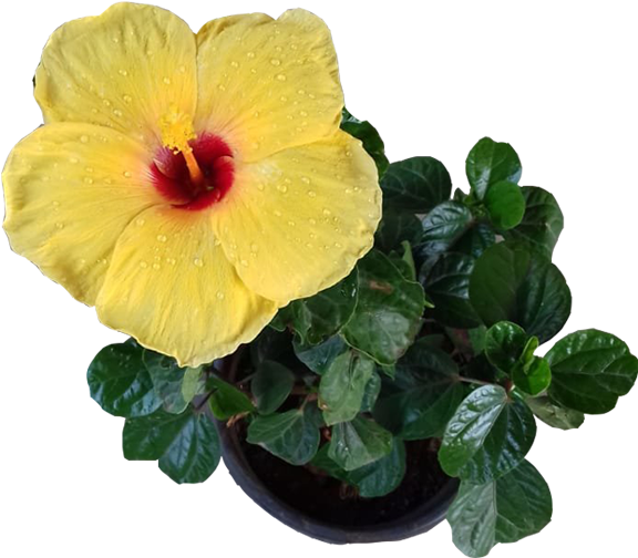 Hibiscus Small Flower Multiple Colours - Hawaiian Hibiscus (600x600), Png Download