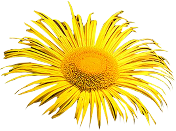 Photoshop Clipart Png - Wallpaper (600x600), Png Download