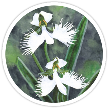 "white Egret Orchids " Sticker By Savousepate On Rebbubble - Habenaria Radiata Orchids Art Print - Mini By Savousepate (375x360), Png Download