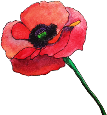 Credere E Fare Quello Che È Il Nostro Sentire - Watercolor Poppy Flower Png (560x420), Png Download