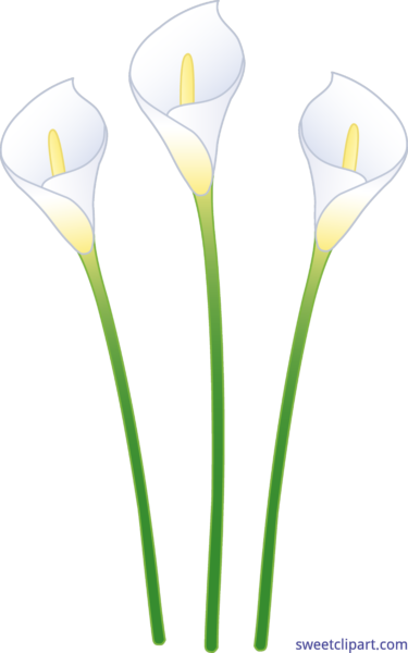 Sweet Clip Art Page Of Cute Free - Giant White Arum Lily (375x600), Png Download