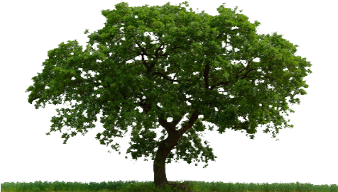A Place To Grow [in The Green Mountains] - Paradise Tree (475x286), Png Download