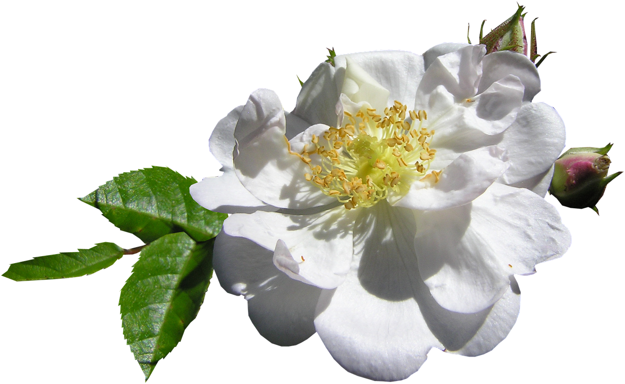 White Single Rose - Rose (1280x815), Png Download