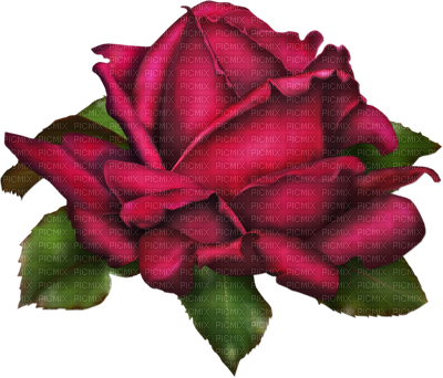 Flowers - Summer Roses (400x342), Png Download