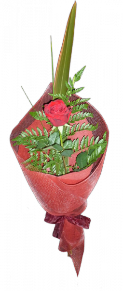 Single Rose - Garden Roses (255x600), Png Download