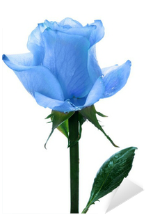 Blue Single Roses (400x400), Png Download