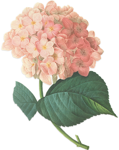 We Have 80 Weddings Planned For 2015 And Have 100 Staff - Flower Transparent Vintage (411x506), Png Download
