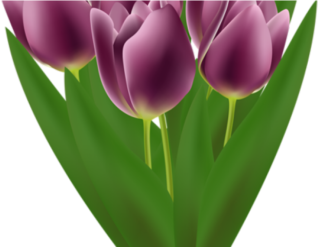 Tulip Clipart Flower Bookey - Tulip (640x480), Png Download