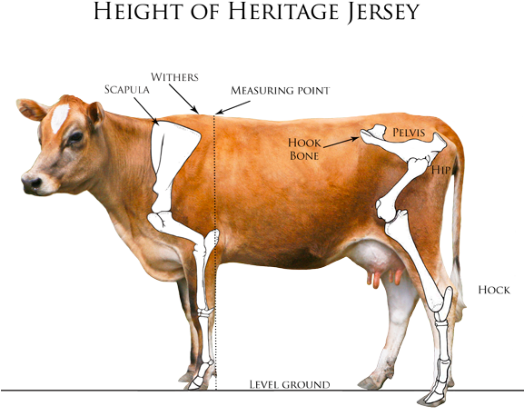 Heritage Jersey Organization Measuring Your - Withers Cow (576x471), Png Download