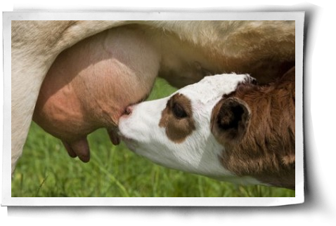 A Call To Feminists Post Image - Calf Milking (500x344), Png Download