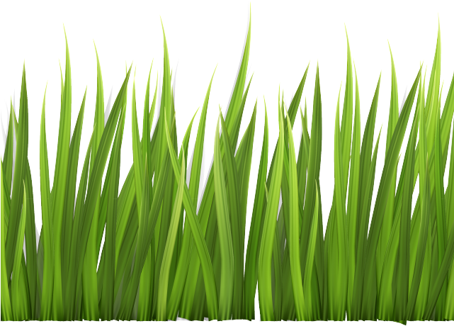 Grass Clipart Clear Background - Clipart Transparent Background Grass (640x480), Png Download