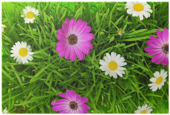 Green Grass And White, Pink Flowers Background Poster - Green (400x400), Png Download