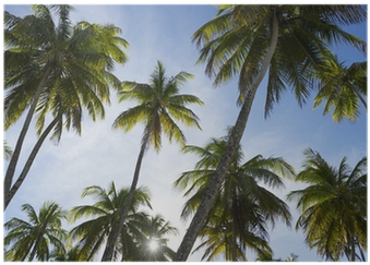 Sun Sets Through Coconut Palm Trees Grove Poster • - Coconut (400x400), Png Download