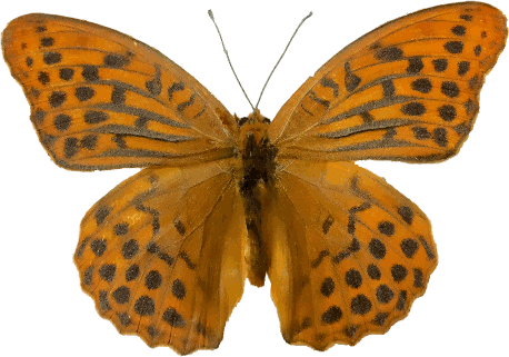 Img 9404ed Cut - Silver-washed Fritillary (458x321), Png Download