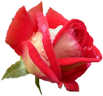 Rose, Rose Flower, Plants, Rose Petals - Τριαντάφυλλο Png (652x340), Png Download