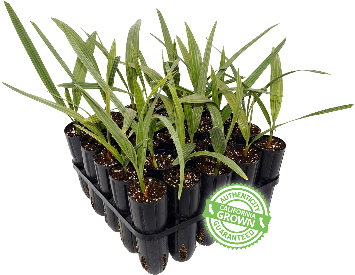 Phoenix Agrotech Date Palm Torpedo - Date Palm (1284x986), Png Download