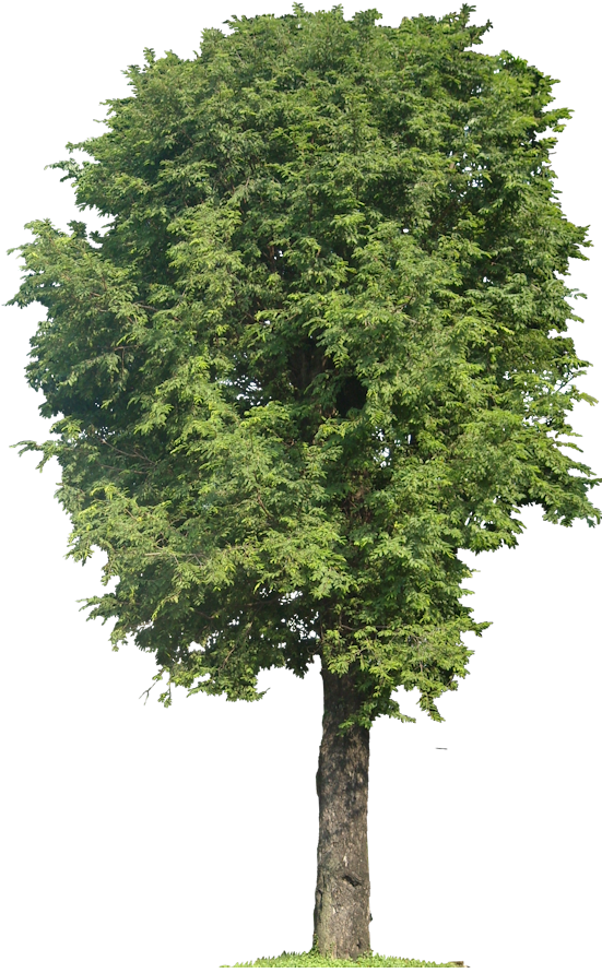 Tamarind, Height - Walnut Tree Clip Art (551x891), Png Download