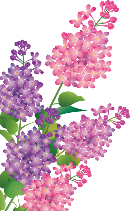 Explore These Ideas And More - Lilac (493x800), Png Download