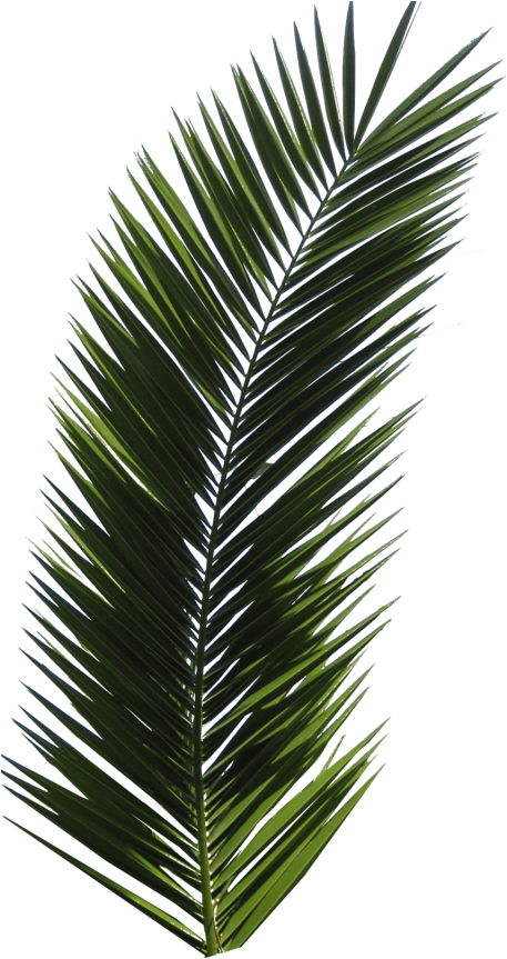 Free Png Palm Tree Png Images Transparent - Palm Tree Leaf Png (480x907), Png Download
