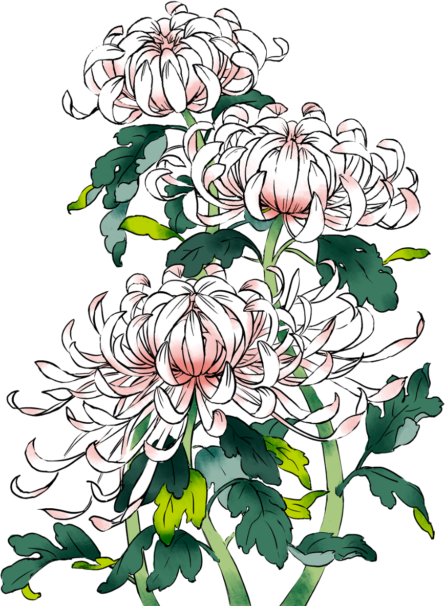 Akky Http - Pixiv Flower (884x1200), Png Download