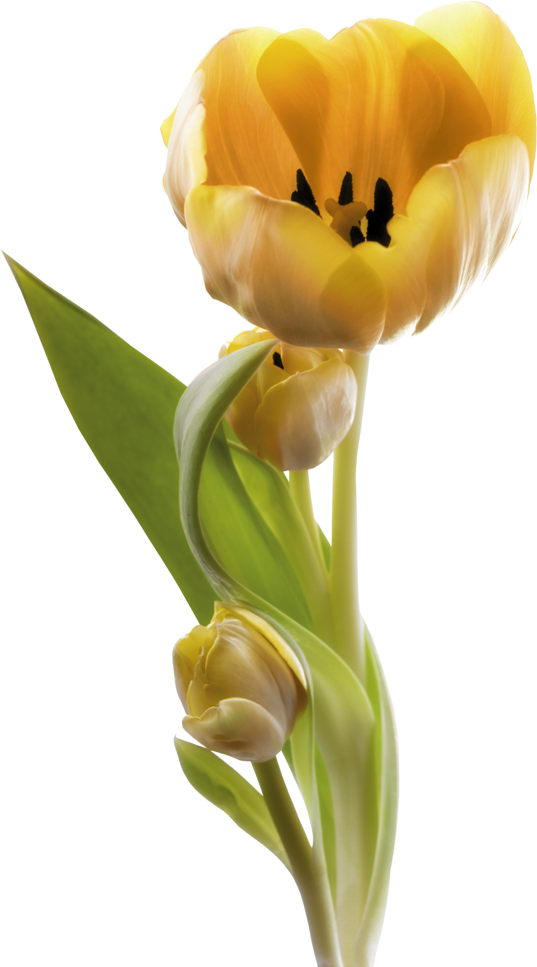 0 130c91 3e4bb274 Orig - Tulip (1726x3099), Png Download