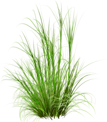 134239590 El79 - Native Grasses White Background (440x500), Png Download