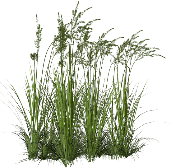Joli Tube - Wetland Plants Png (549x550), Png Download