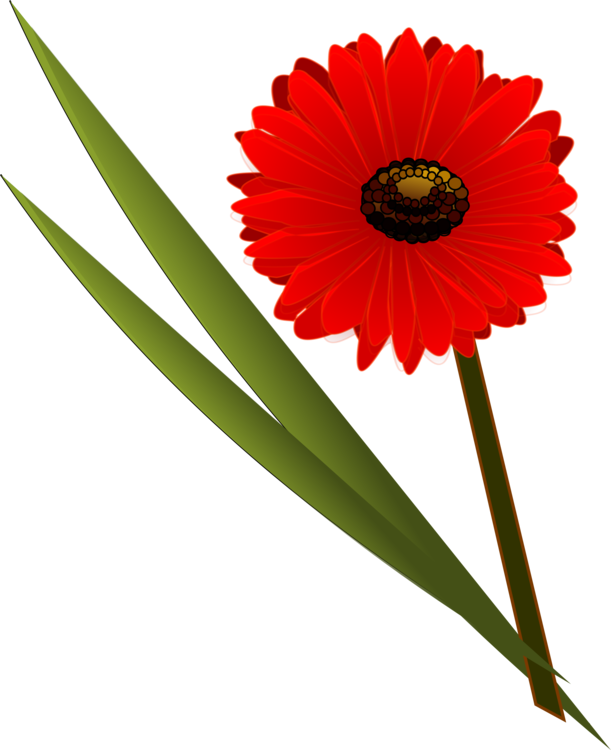 Flower Bouquet Floral Design Transvaal Daisy - Flower (611x750), Png Download