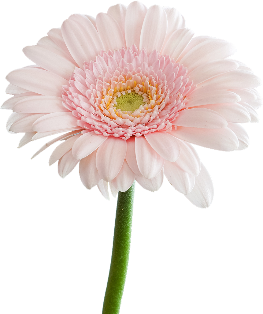 Welcome (900x1080), Png Download