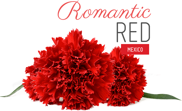 Chiavari Chairs Dressed In Bold Red And White Damasks - Carnation (602x474), Png Download