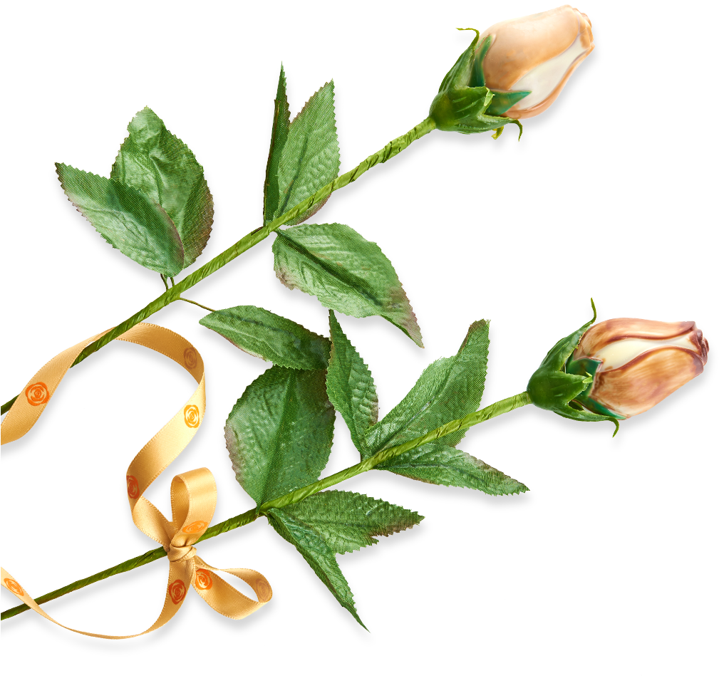 Evergreen Rose (1024x1024), Png Download