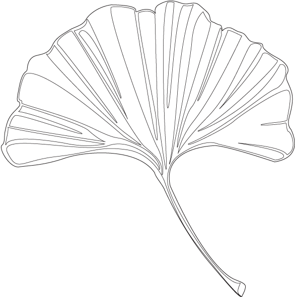 Ginkgo - Maidenhair Tree (600x600), Png Download