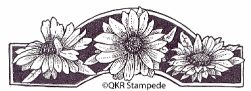 African Daisy (500x500), Png Download