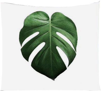 Nature Decor, Wall Decor, Deliciosa Tapestry, Beautiful - Monstera Deliciosa Poster (481x481), Png Download