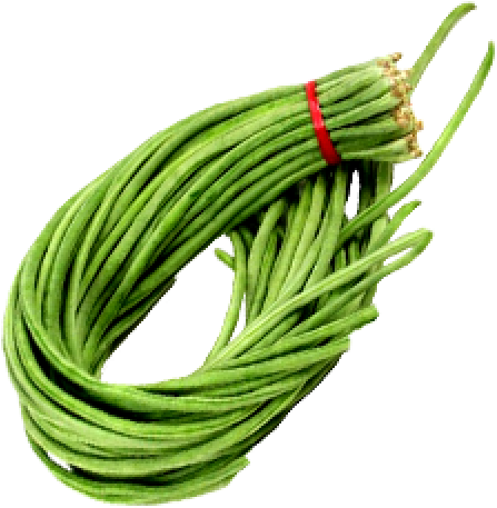4long Beans-500x515 - Premium Seeds-50 Seeds Longyard Bean & 50 Seeds (500x515), Png Download