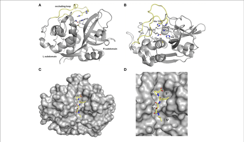 Crystal Structures Of Human Cathepsin B - Crystal Structure (850x495), Png Download