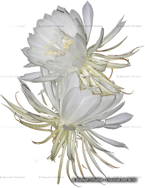 Weed Flower Mistakenly Recognized As Brahmakamal - Daisy Family (600x776), Png Download