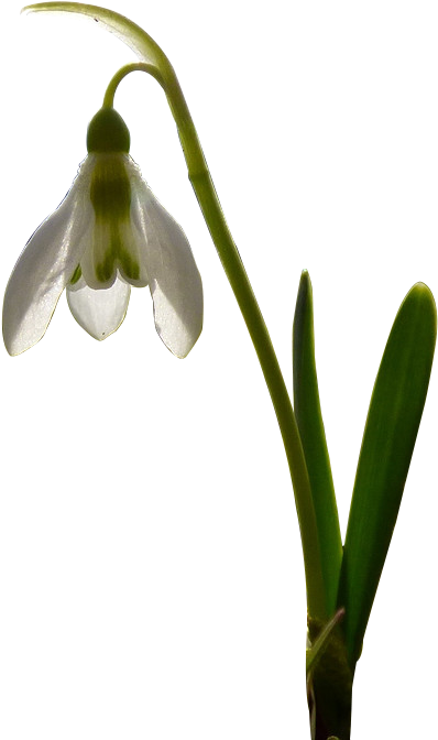Brahma Kamal - Saussurea Obvallata (630x722), Png Download