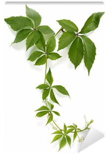 Adobe Photoshop (400x400), Png Download