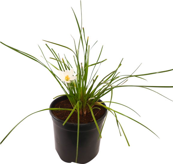 Zephyranthes, Rain Lily - Plante Artificielle Chlorophytum (600x600), Png Download