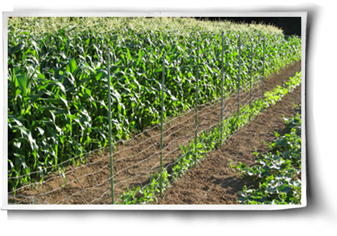 Magic Recycled Old Wire Fencing And Metal Posts To - Bean (500x344), Png Download