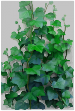 Vines, Climbing Plant Poster - Creeper Plants And Paintings (500x500), Png Download