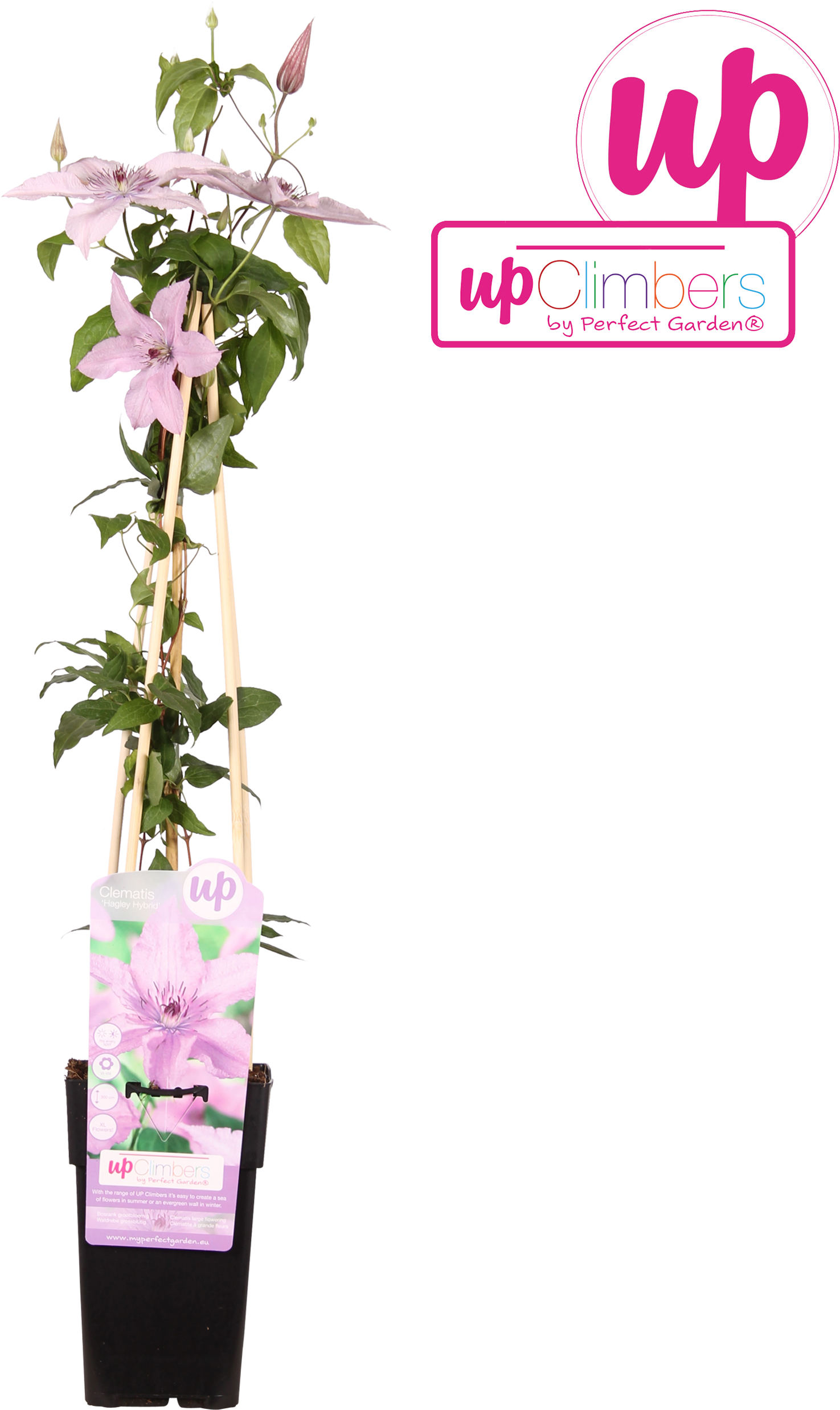 1 - Bougainvillea (2500x2500), Png Download