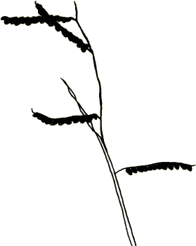 R - Twig (403x385), Png Download