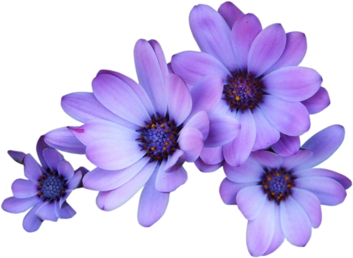 Download Purple Flowers Transparent Background - Full Size PNG Image